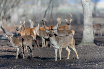 The Red Deer arrive at the feeding ground in large groups