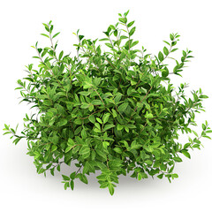 Obraz premium Straight-On View of a Low Shrub with Dense Foliage in Crisp Detail