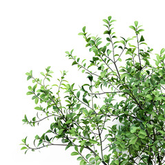 Fototapeta premium Close-Up of a Lush Shrub with Varied Green Leaves on White Background