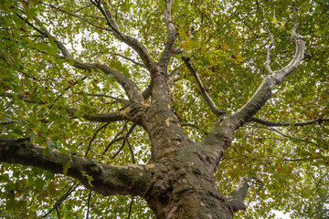 Fototapeta premium A tree in Poland