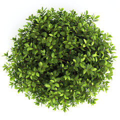 Obraz premium Compact Shrub Viewed from Above on White Background