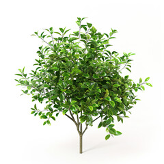 Obraz premium Studio-Style Shrub Display with Natural Green Shades
