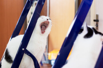 A cute black and white cat is yawning while sitting in front of a mirror