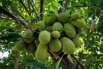 Big and small jackfruits, Cempedak (Artocarpus integer on the trunk of the tree