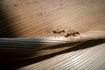 Close up of two red ants walking on the surface of palm bark