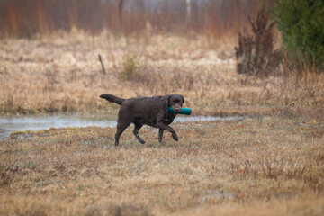 Beautiful labrador retriever carrying a green training dummy in its mouth during a competition.