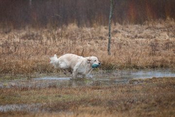 Beautiful golden retriever carrying a green training dummy in its mouth during a competition.