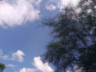 Blue and white clouds sky background green leaves 