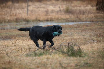 Beautiful labrador retriever carrying a green training dummy in its mouth during a competition.