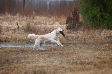 Beautiful golden retriever carrying a green training dummy in its mouth during a competition.