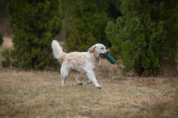 Beautiful golden retriever carrying a green training dummy in its mouth during a competition.