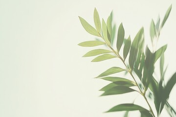 Fototapeta premium A delicate green branch casting soft shadows against a light background.