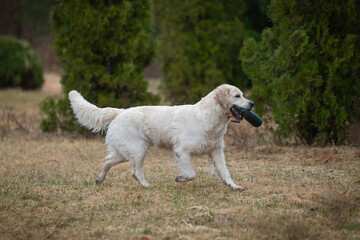 Beautiful golden retriever carrying a green training dummy in its mouth during a competition.