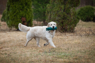 Beautiful golden retriever carrying a green training dummy in its mouth during a competition.