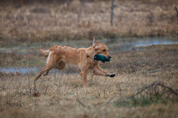 Beautiful golden retriever carrying a green training dummy in its mouth during a competition.