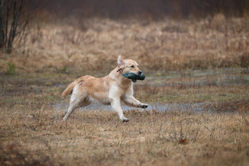 Beautiful golden retriever carrying a green training dummy in its mouth during a competition.