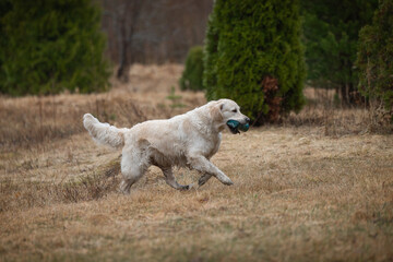 Beautiful golden retriever carrying a green training dummy in its mouth during a competition.