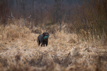 Beautiful labrador retriever carrying a green training dummy in its mouth during a competition.