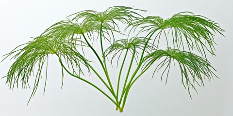 Obraz premium A cluster of delicate green plant fronds showcasing intricate foliage.
