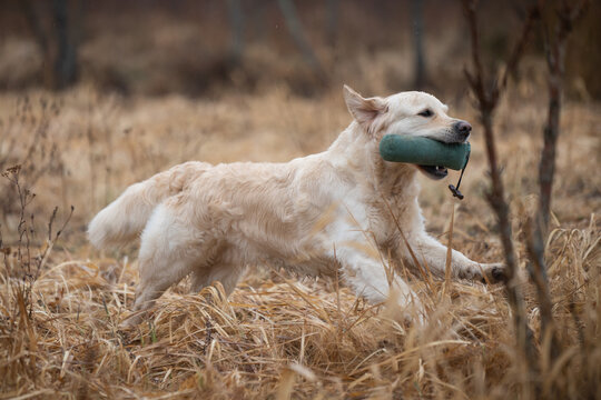 Beautiful golden retriever carrying a green training dummy in its mouth during a competition.