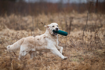 Beautiful golden retriever carrying a green training dummy in its mouth during a competition.