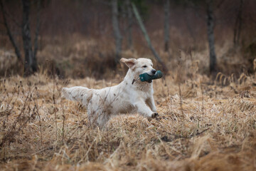 Beautiful golden retriever carrying a green training dummy in its mouth during a competition.