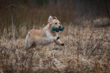 Beautiful golden retriever carrying a green training dummy in its mouth during a competition.