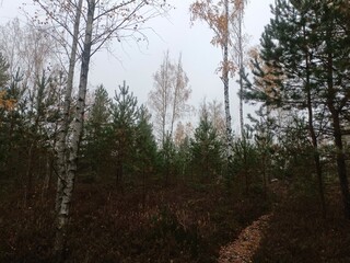 Rekyva forest during cloudy autumn day. Pine and birch tree woodland. Blueberry bushes are growing in woods. Cloudy day with white and gray clouds in sky. Fall season. Nature. Rekyvos miskas.