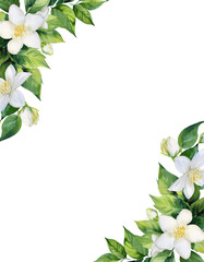 watercolor Green Vine Isolated on Transparent Background with Watercolor jasmine Leaves and jasmine flower for Invitations, corner border