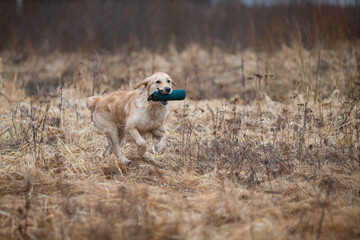Beautiful golden retriever carrying a green training dummy in its mouth during a competition.
