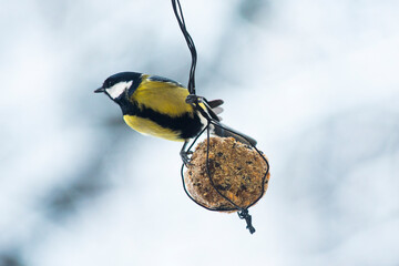 The Great tit on tallow ball. Winter 2023, Helsinki, Finland