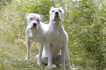 Obraz premium Dogue argentin