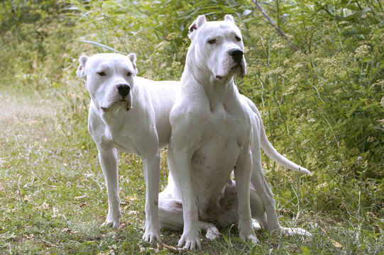 Dogue argentin