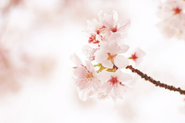 美しい桜の花　ソメイヨシノ