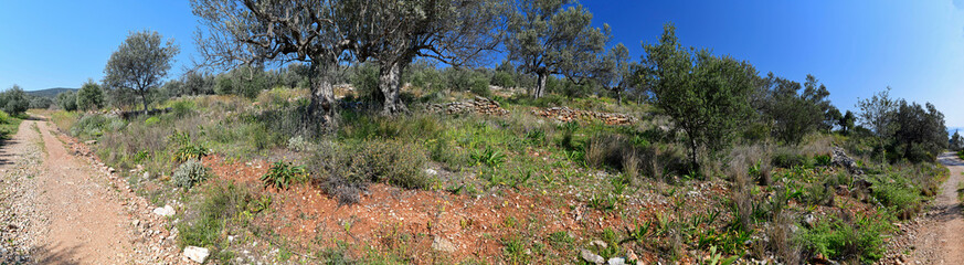 Olivenhain auf dem Peloponnes (Region Argolis) - Griechenland // Olive grove in the Peloponnese (Argolis region) - Greece