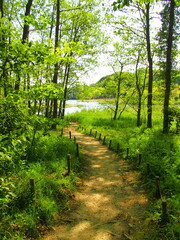 池に続く小道のある春の林風景