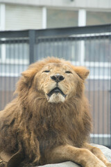Obraz premium 北海道札幌の円山動物園の百獣の王ライオン