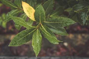 ivy leaves on the tree