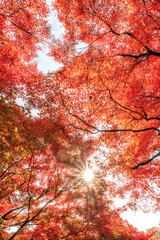 茨城県大子町　紅葉最盛期の永源寺もみじ寺
