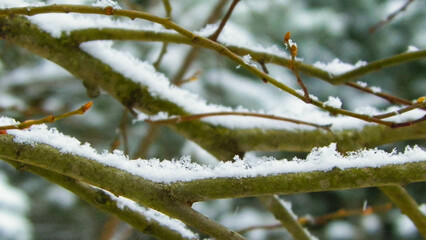 Fresh snow on tree branch.
