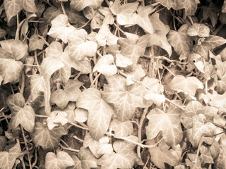 Maple leaves as a natural background.