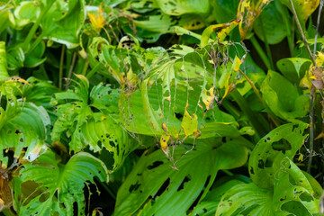 Severely damaged hosta leaves show signs of pest infestation in a garden during summer
