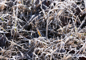 霜が降りる寒い冬の朝