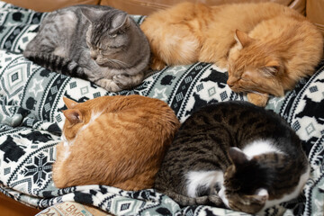 集まって眠る可愛い猫たち