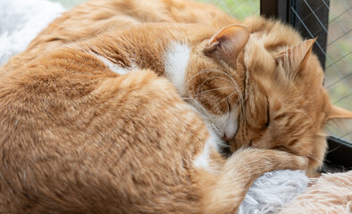 窓辺で眠る可愛い猫