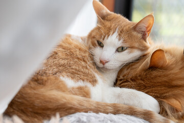 窓辺で眠る可愛い猫