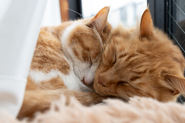 窓辺で眠る可愛い猫