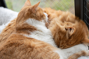 窓辺で眠る可愛い猫