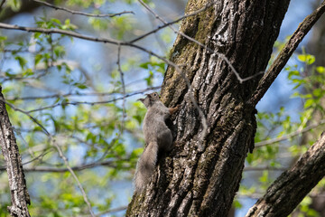 木に登るニホンリス