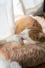窓辺で毛繕いをする猫　茶トラ白